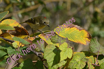 Click here to see photographs of warblers